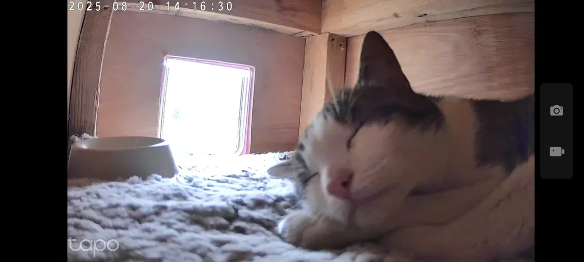 Cat kennel - Image 2