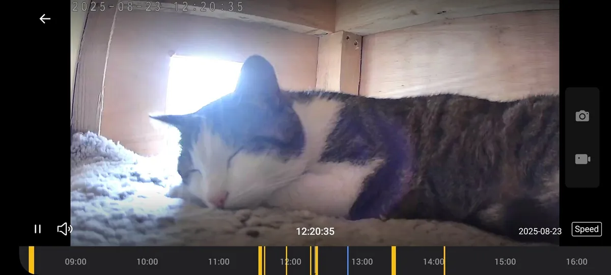 Cat kennel - Image 3