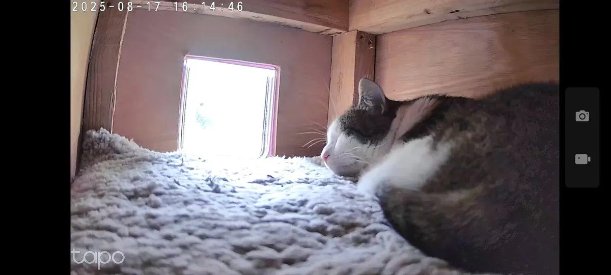 Cat kennel - Image 4