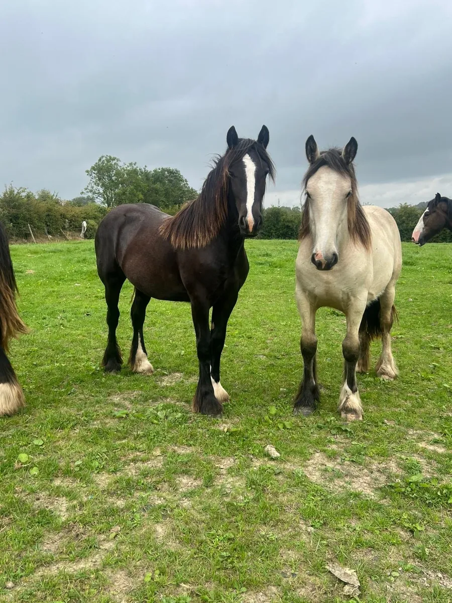 3 Top Class Irish Cob Fillies - Image 1