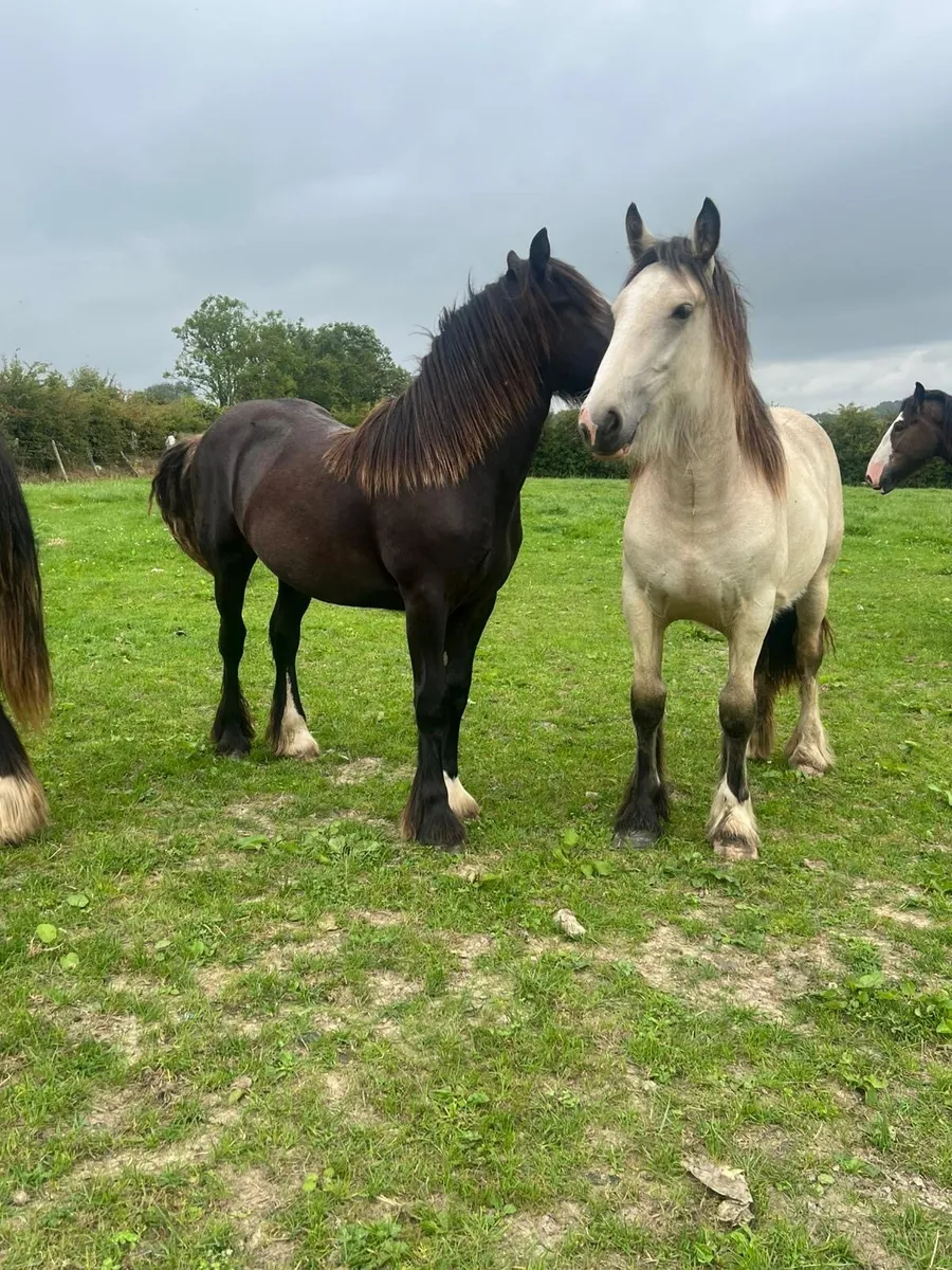 3 Top Class Irish Cob Fillies - Image 2