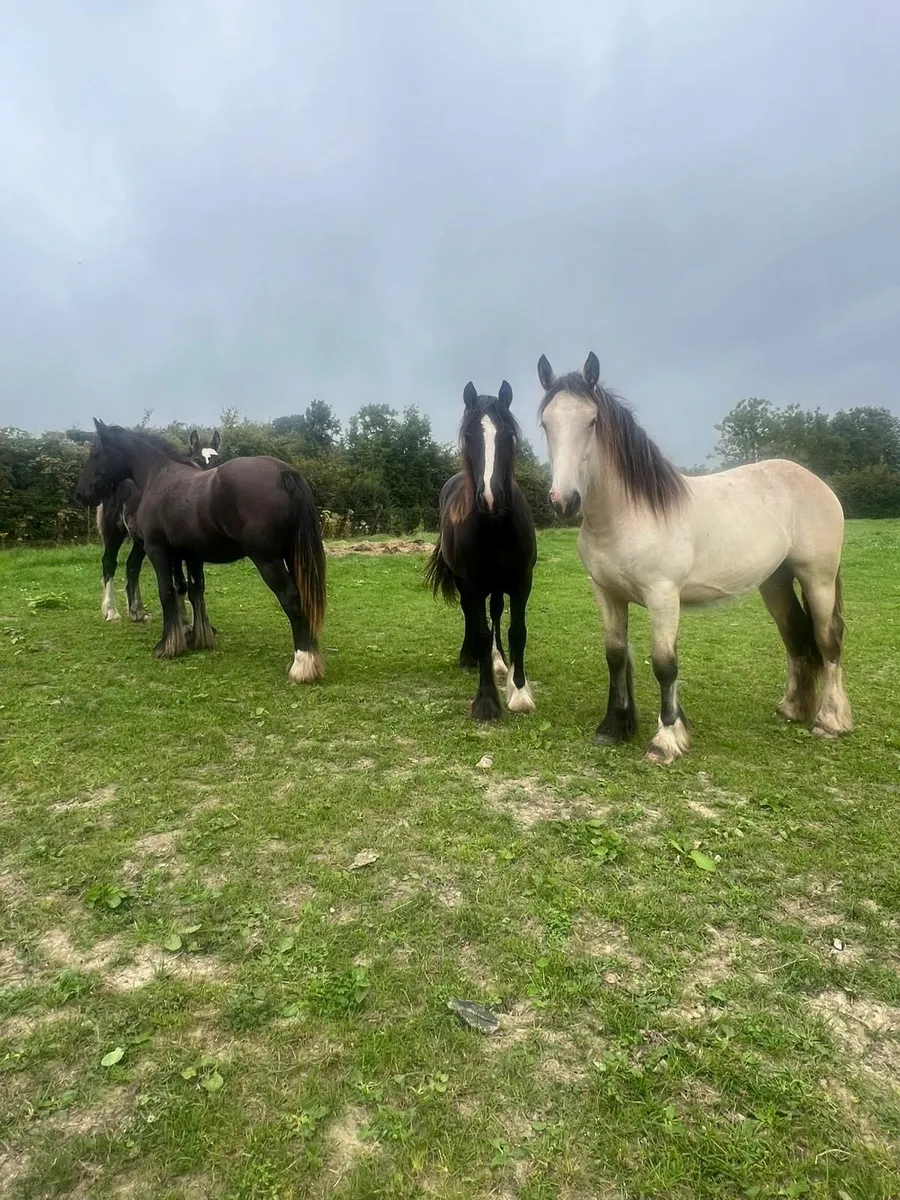 3 Top Class Irish Cob Fillies - Image 3