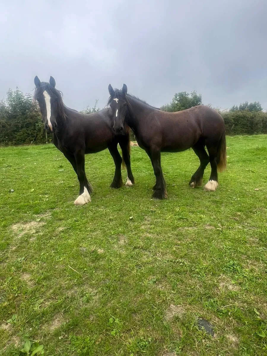 3 Top Class Irish Cob Fillies - Image 4