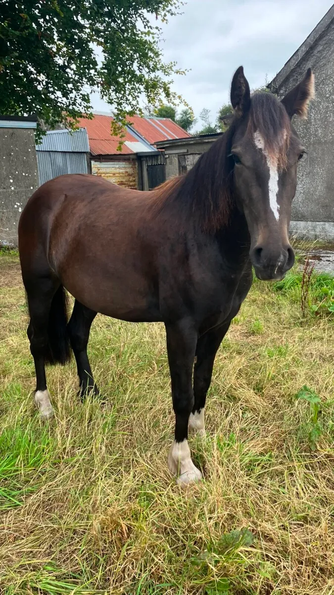 2year old Bay Gelding - Image 3