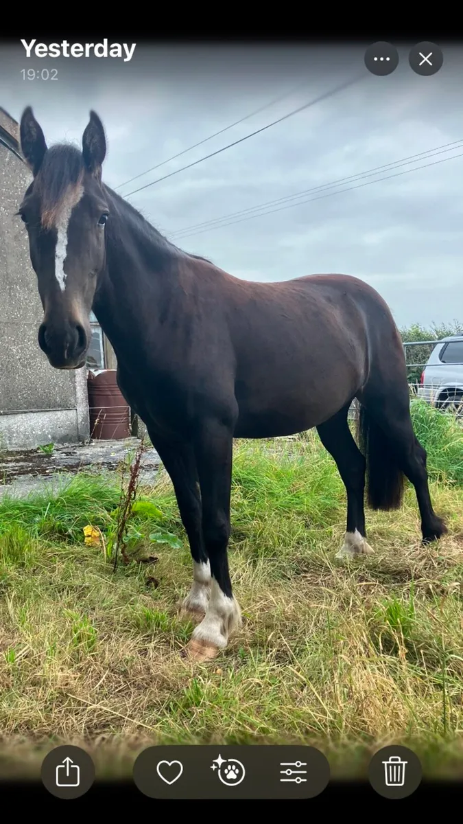 2year old Bay Gelding - Image 4