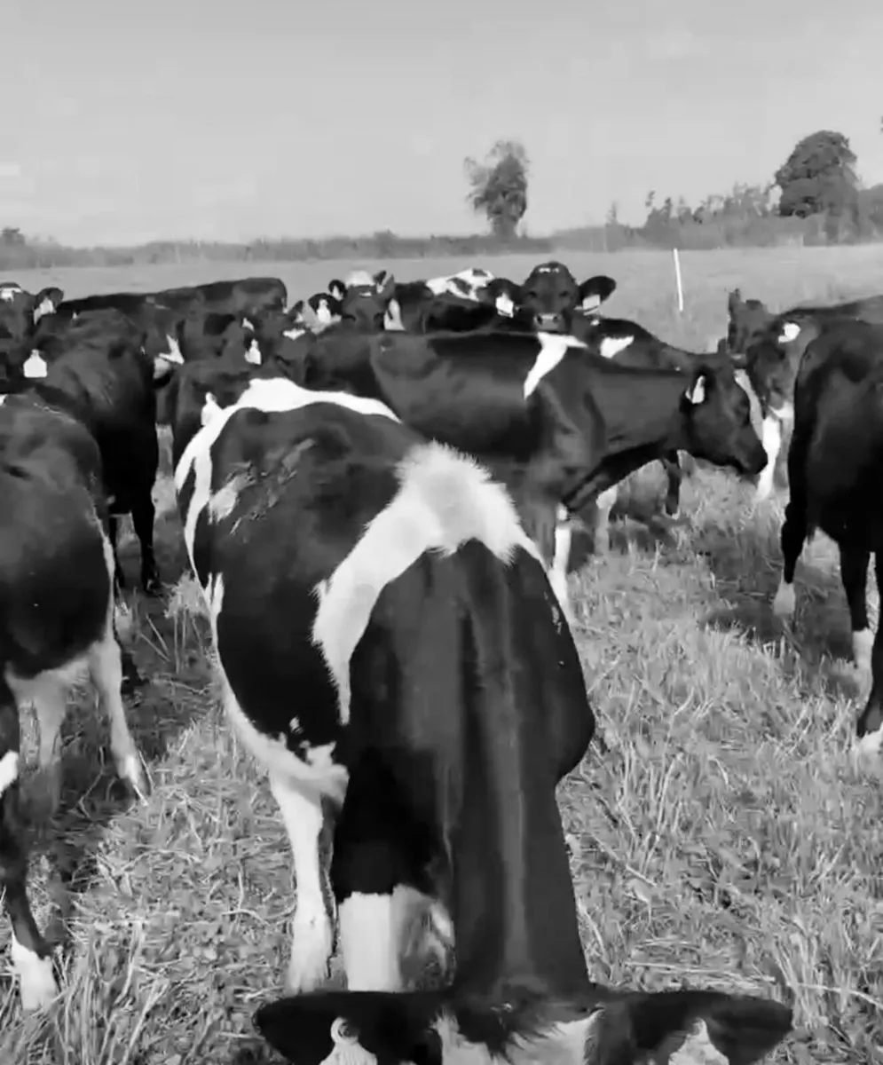 Heifer calves  wanted Runners  ( Dairy stock)