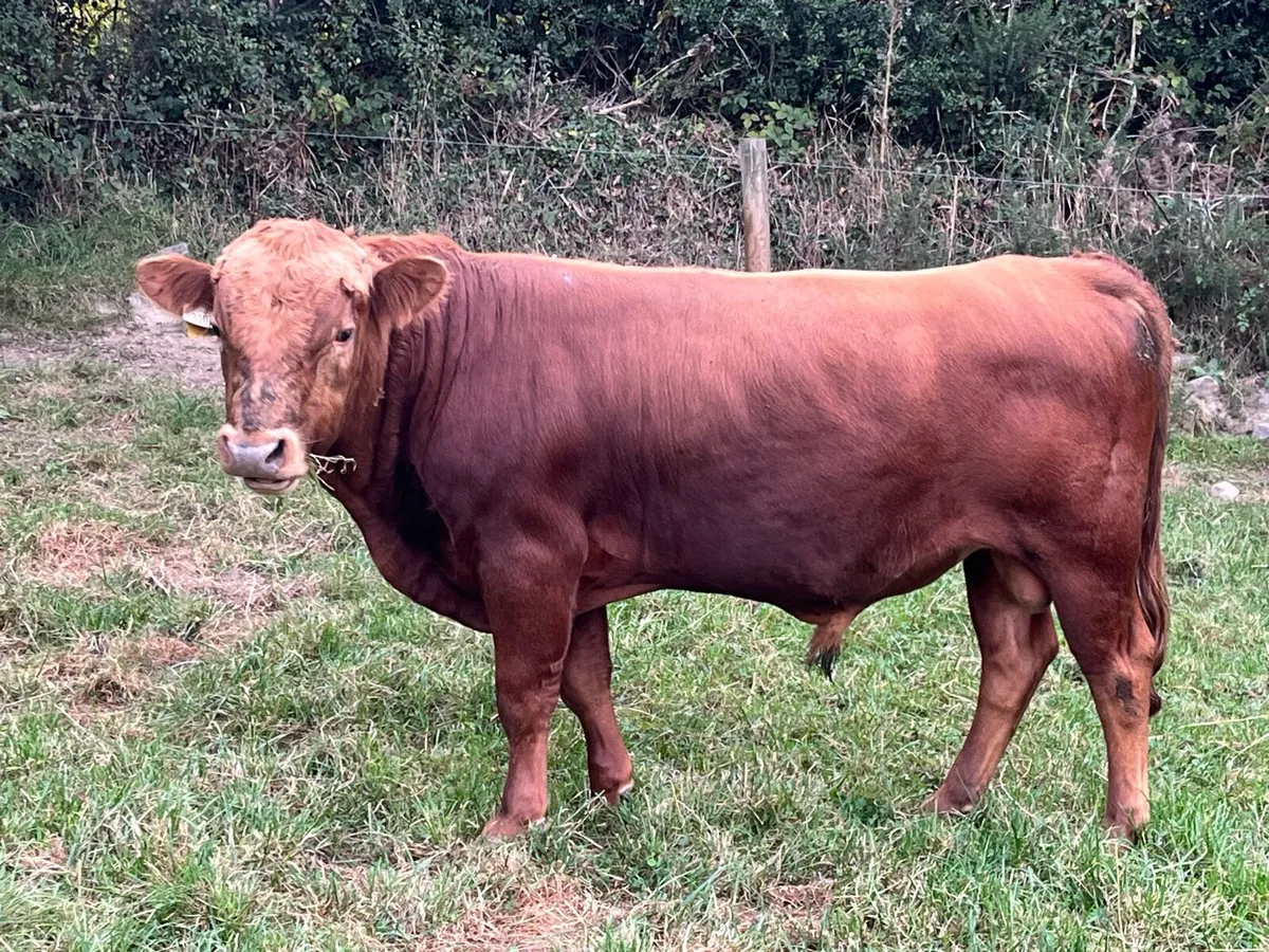 Livestock - Image 1