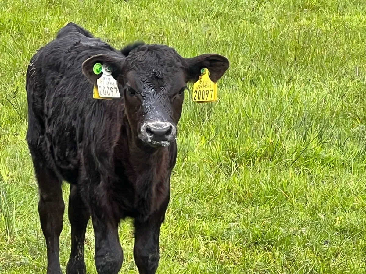 Livestock - Image 2