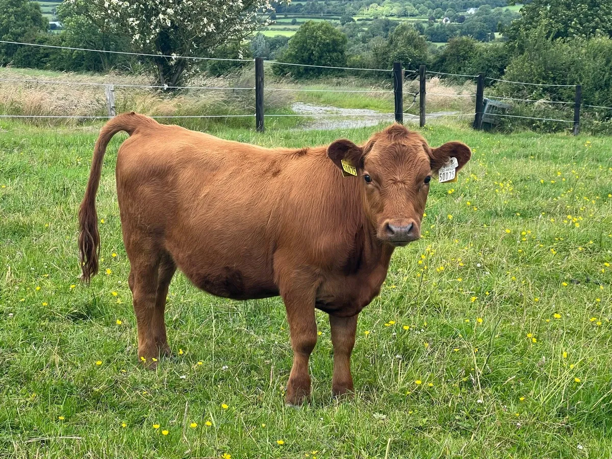 Livestock - Image 3