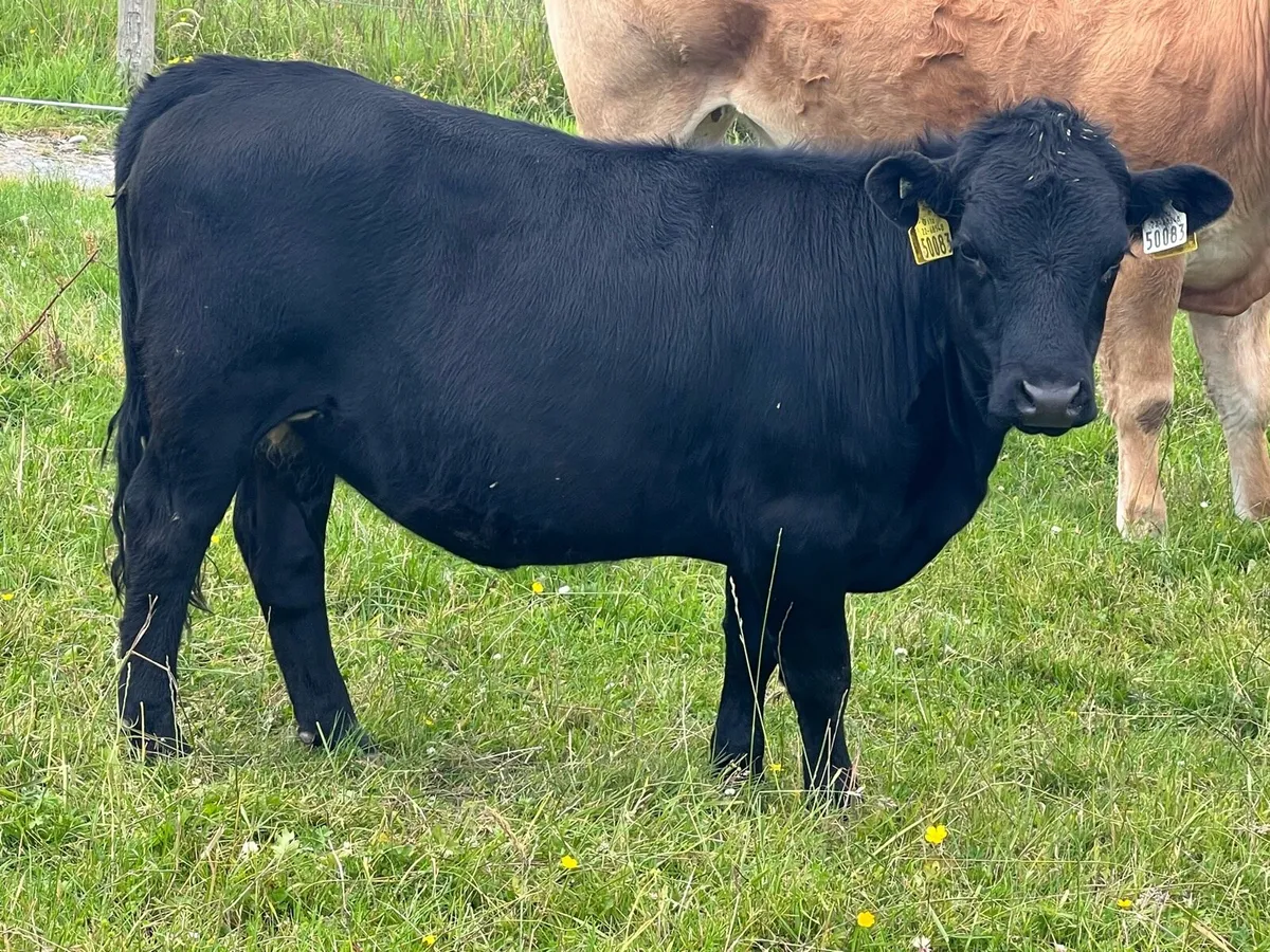 Livestock - Image 4