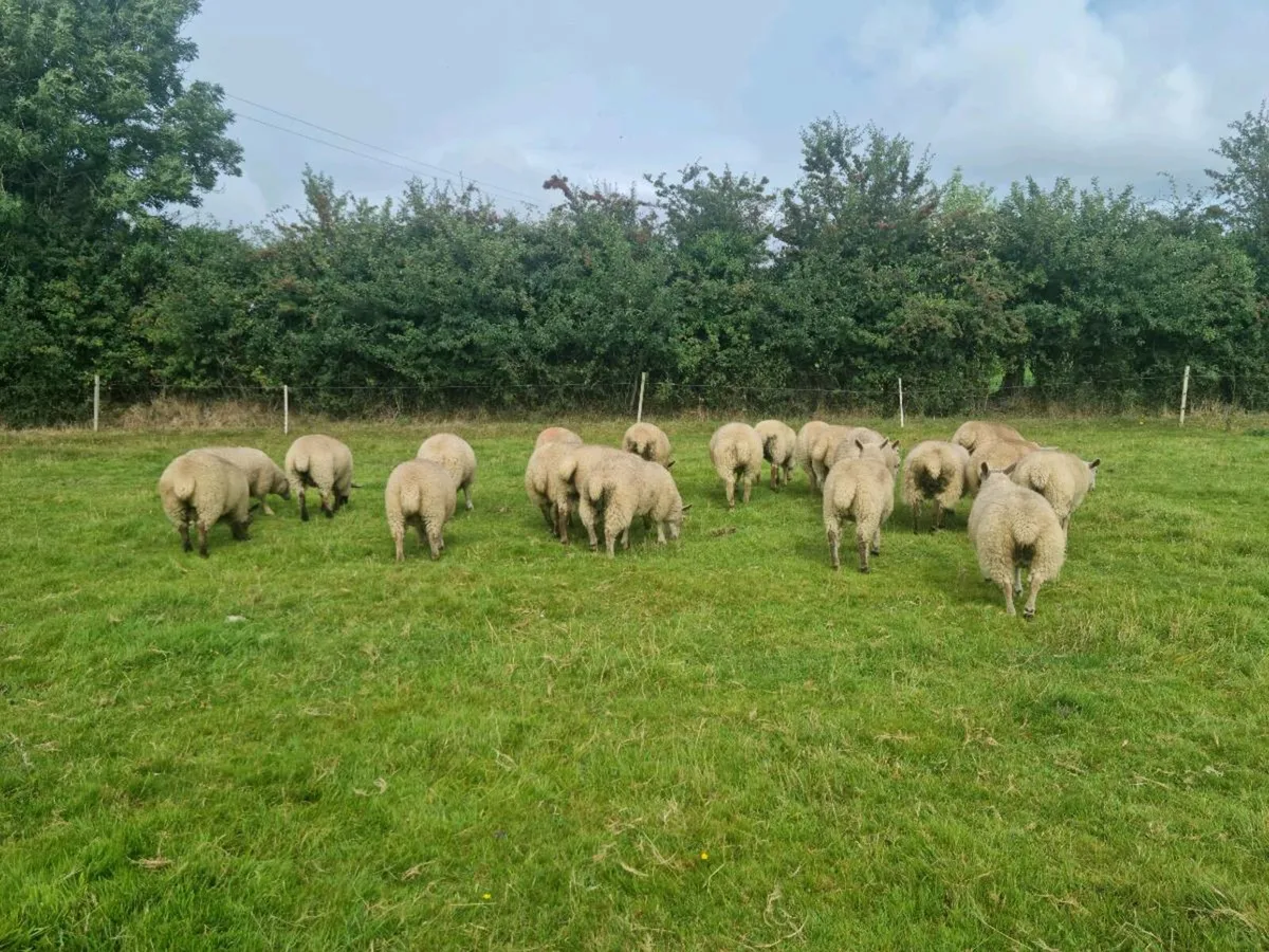 Ewe Lambs For Sale - Image 2