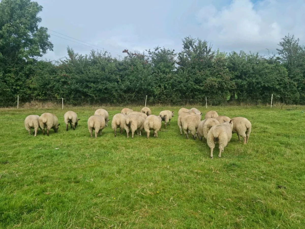 Ewe Lambs For Sale - Image 3