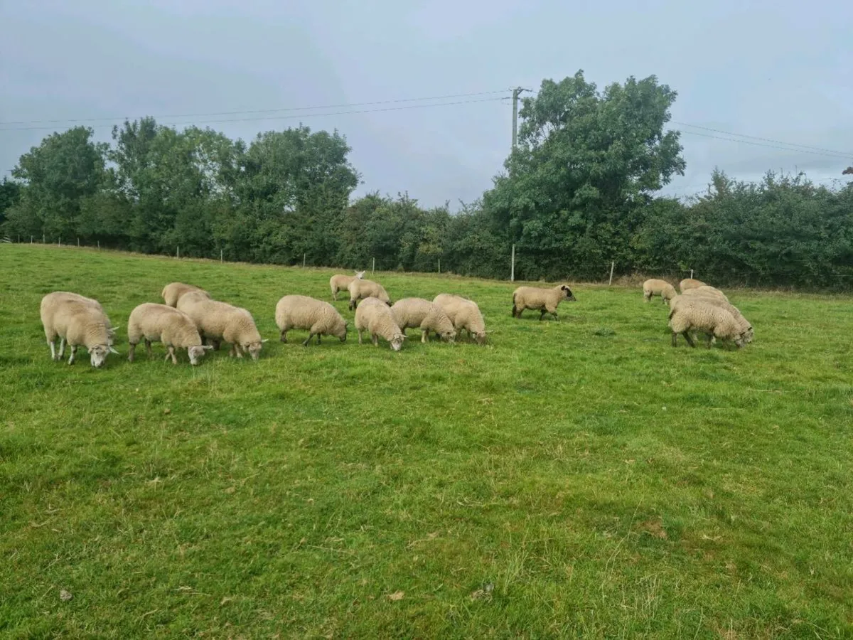 Ewe Lambs For Sale - Image 4