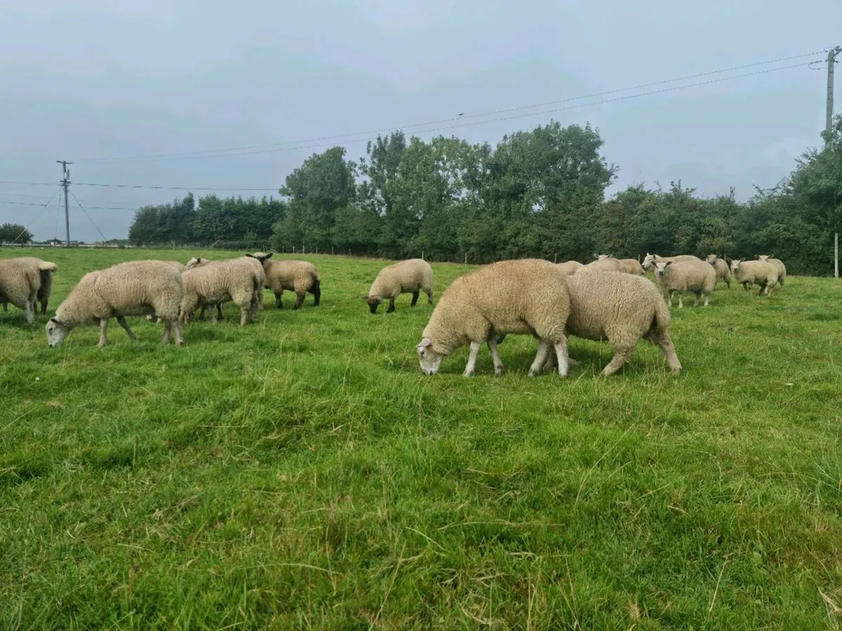Ewe Lambs For Sale - Image 1