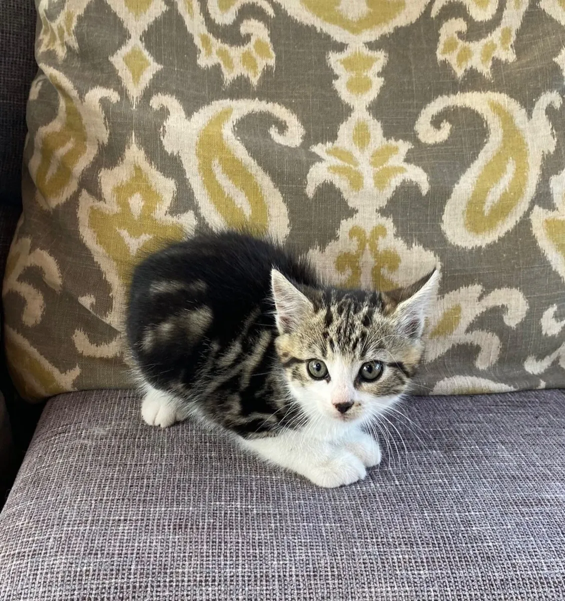 Kitten - Image 1
