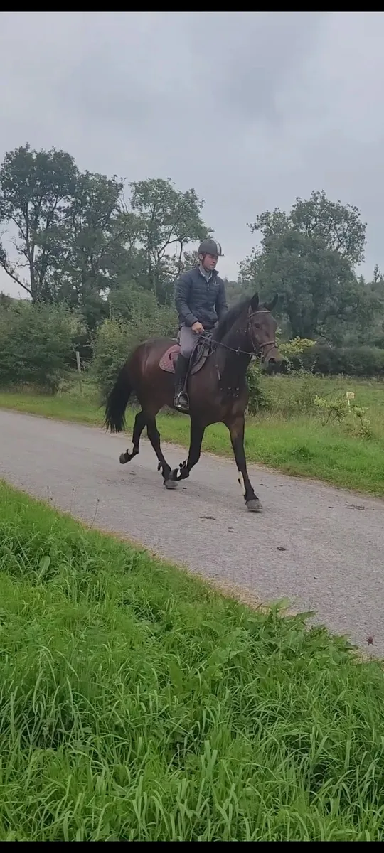 Over sized  Full connemara gelding - Image 1