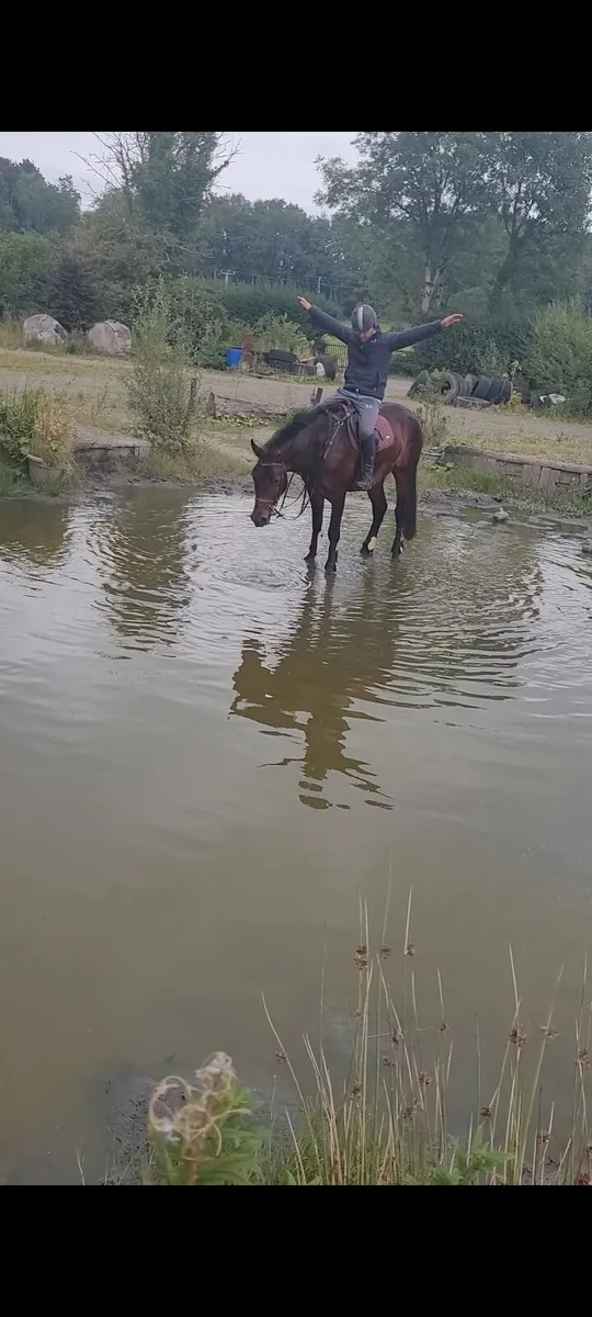 Over sized  Full connemara gelding - Image 3