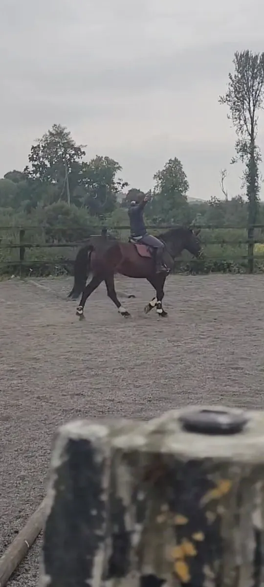 Over sized  Full connemara gelding - Image 4