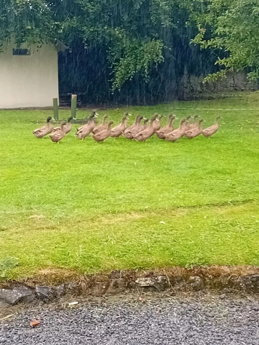 Ducks and drakes - Image 2