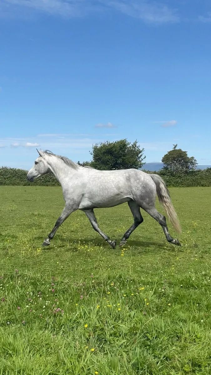 153cm Connamara pony - Image 2
