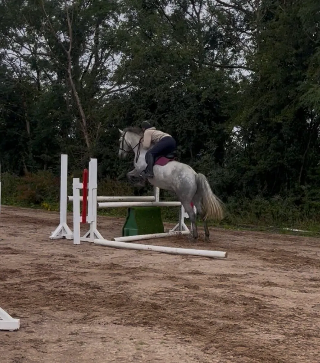 153cm Connamara pony - Image 3