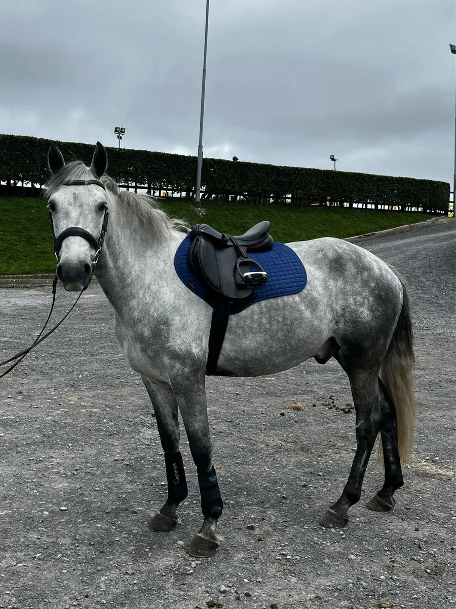 153cm Connamara pony - Image 4