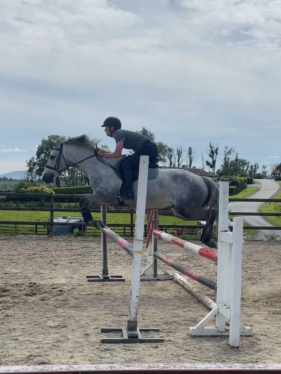 153cm Connamara pony - Image 1