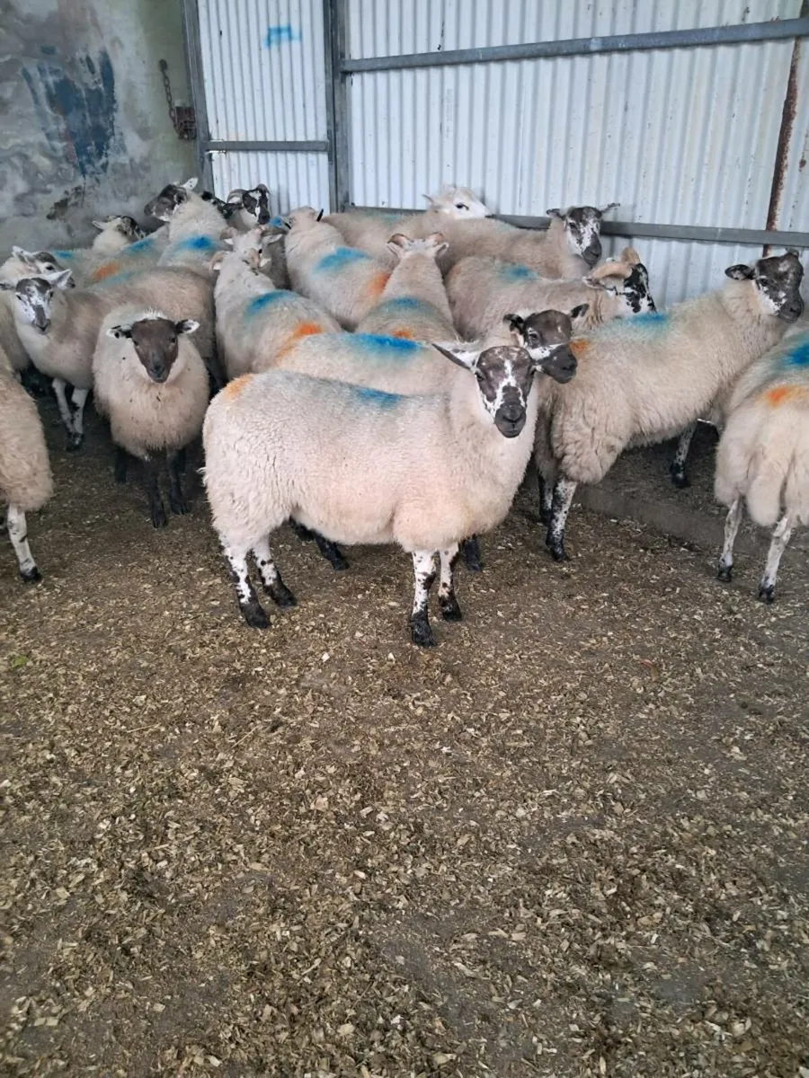 Hil tex ewe lambs - Image 3