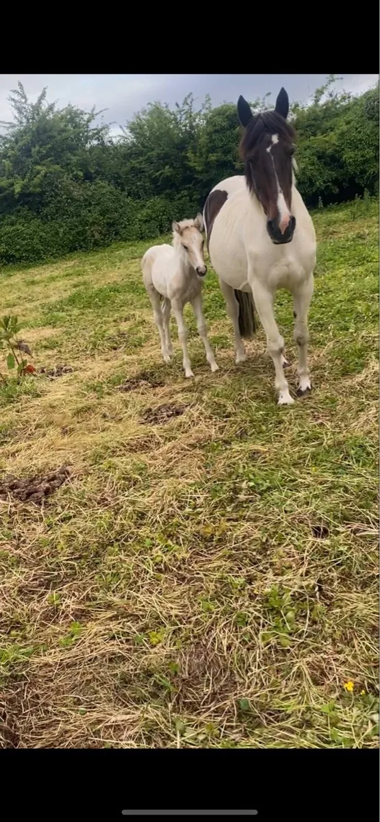 Cob x Irish draught mare infoal - Image 1