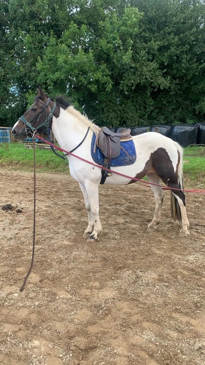Cob x Irish draught mare infoal - Image 2