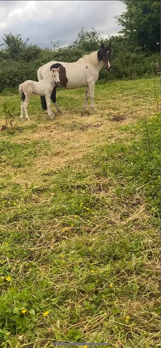 Cob x Irish draught mare infoal - Image 3