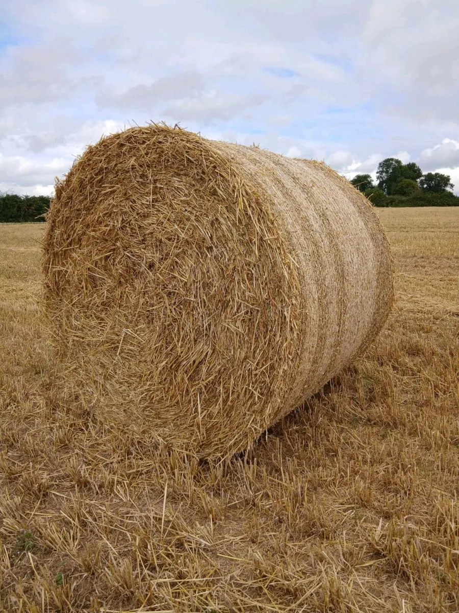 Barley Straw bales - Image 1