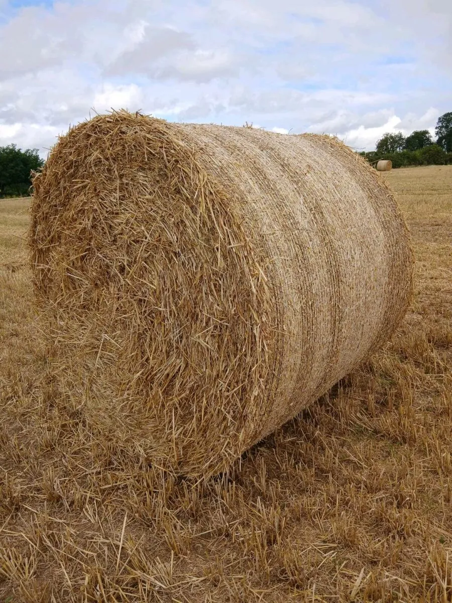 Barley Straw bales - Image 2