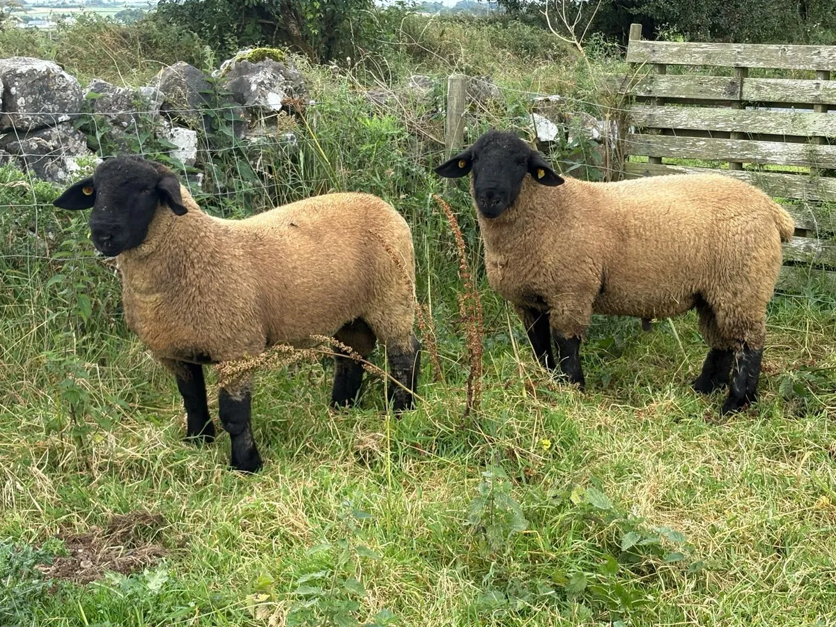 Pedigree Suffolk Ram Lambs - Image 1