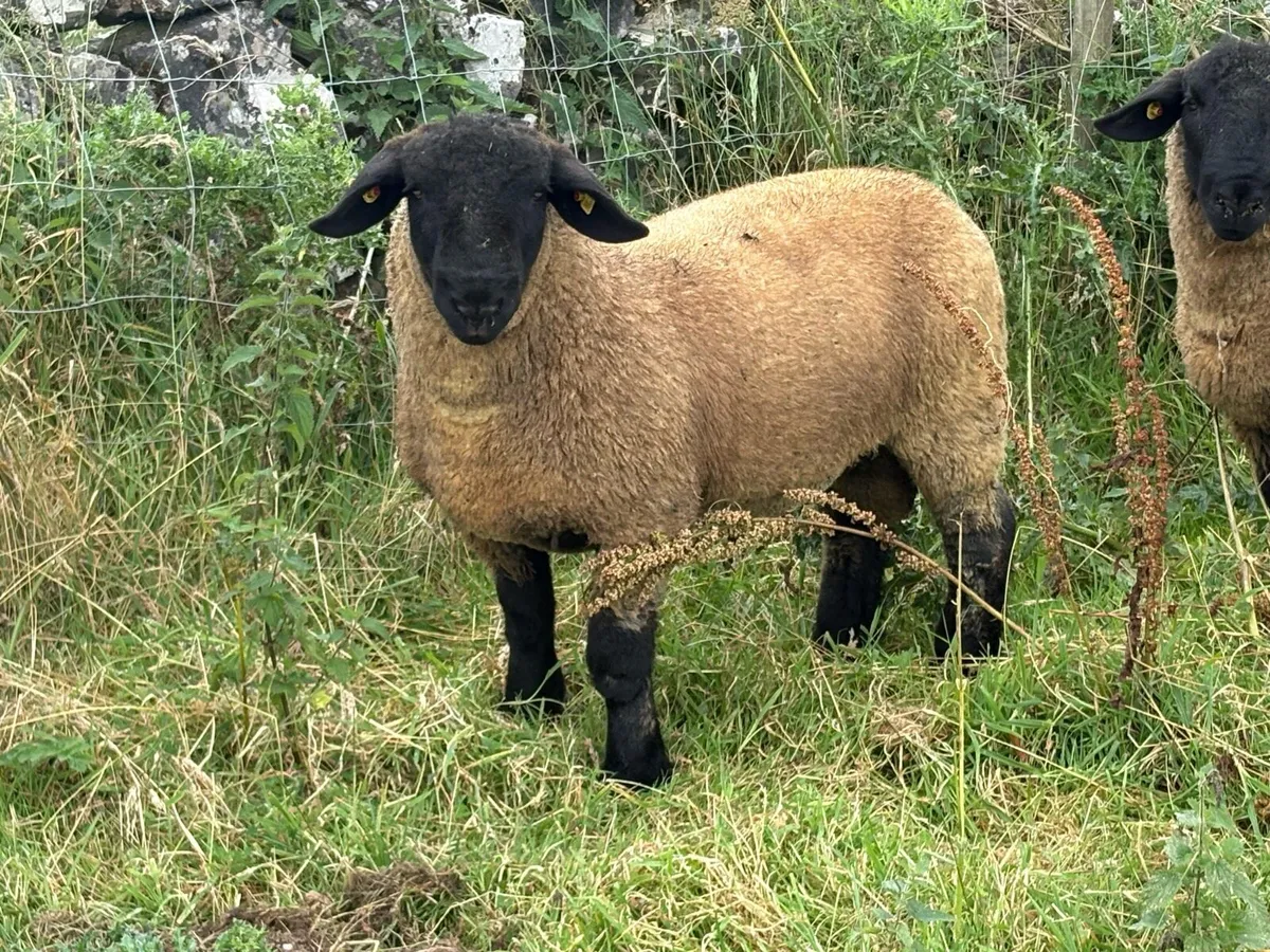 Pedigree Suffolk Ram Lambs - Image 2