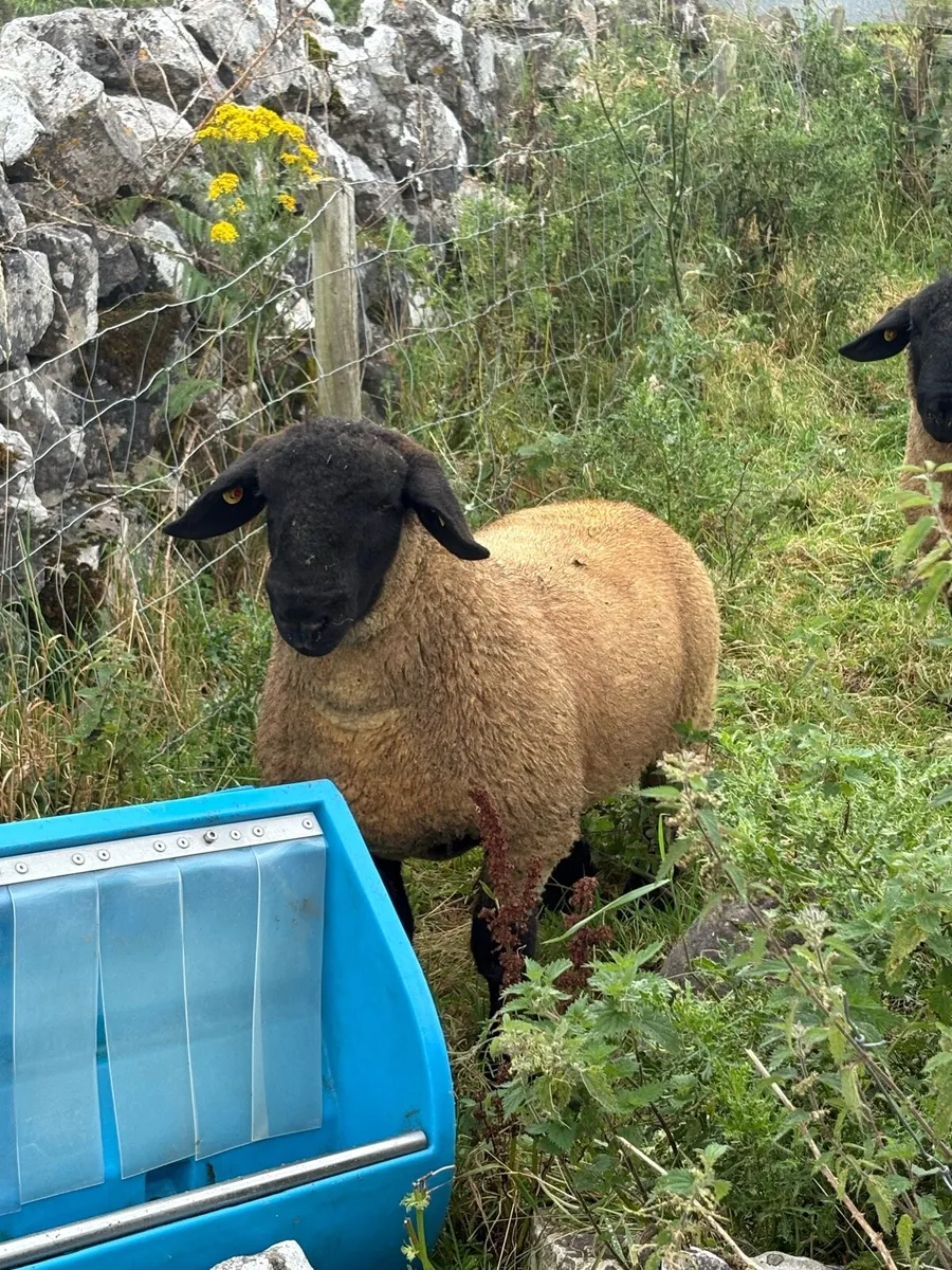 Pedigree Suffolk Ram Lambs - Image 3