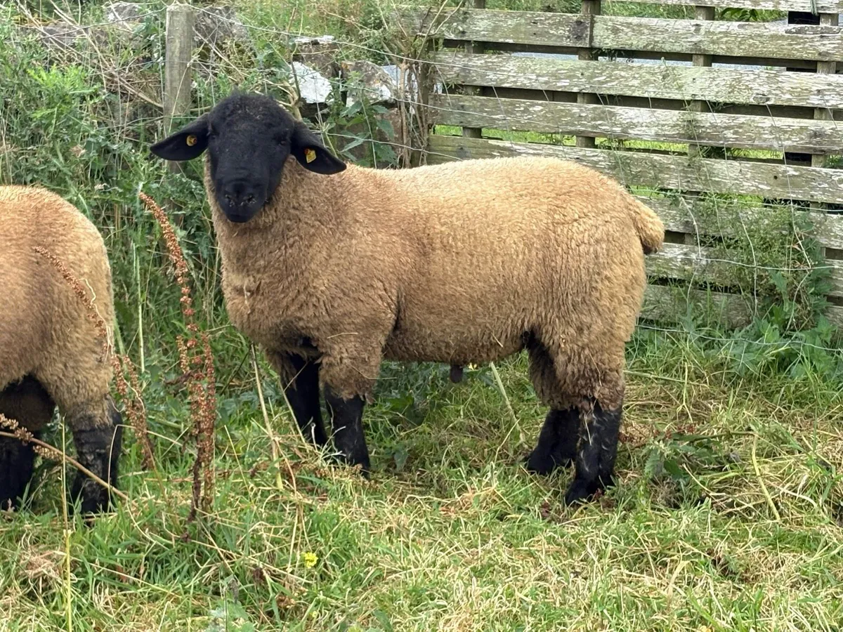 Pedigree Suffolk Ram Lambs - Image 4