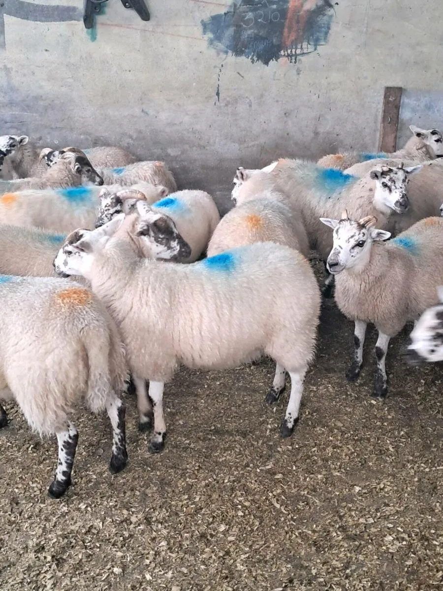 Hil tex ewe lambs - Image 2