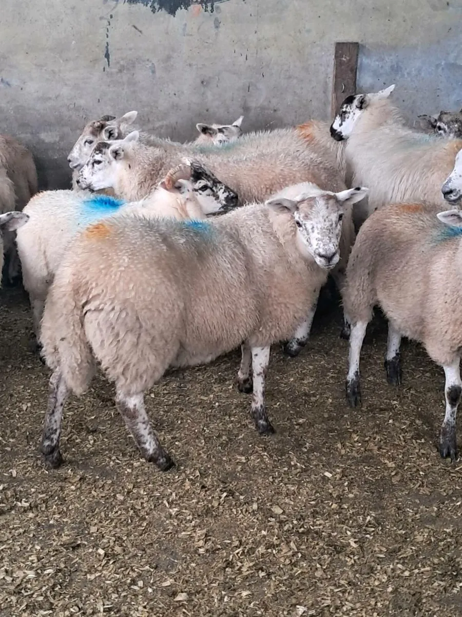 Hil tex ewe lambs - Image 1