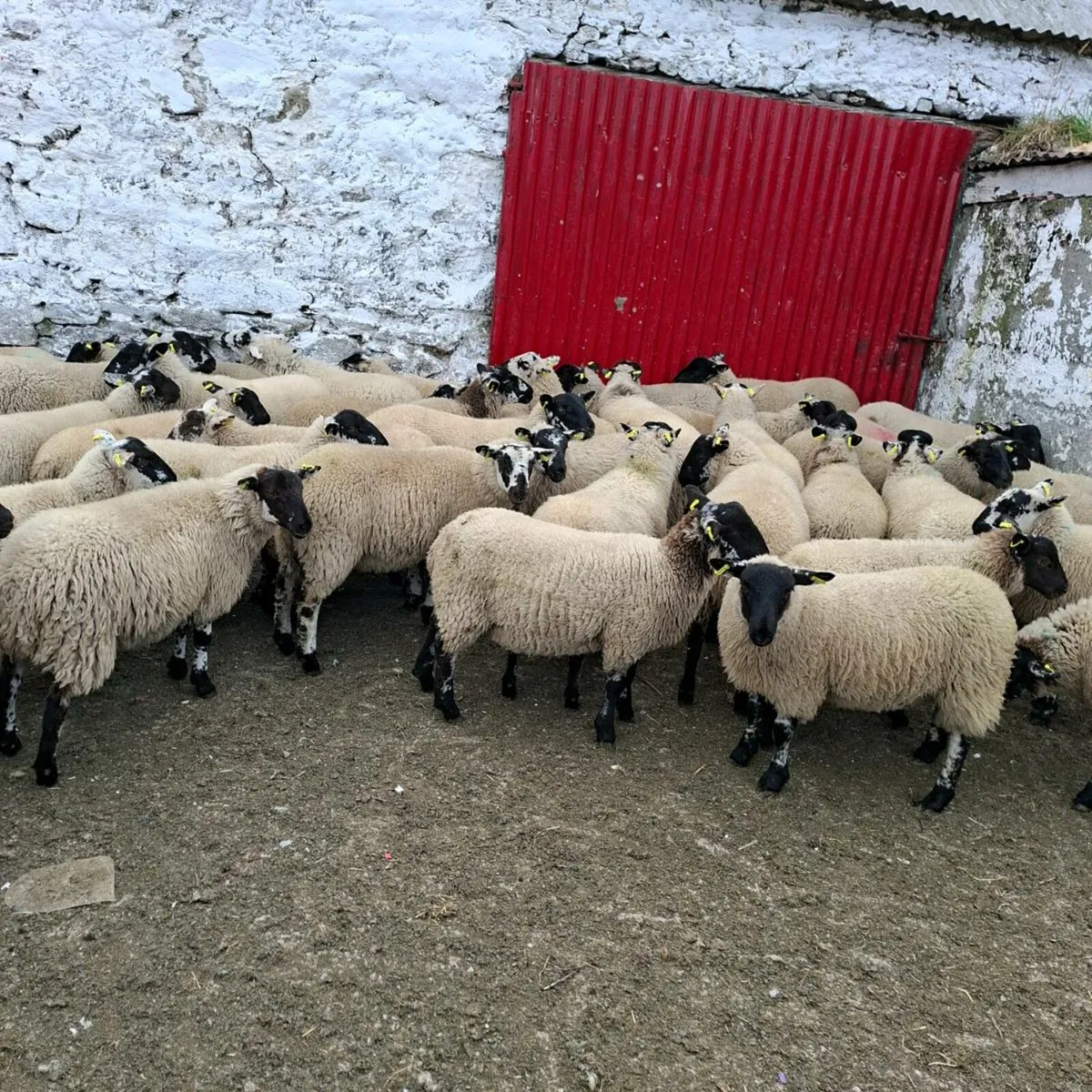 Sheep - Image 1