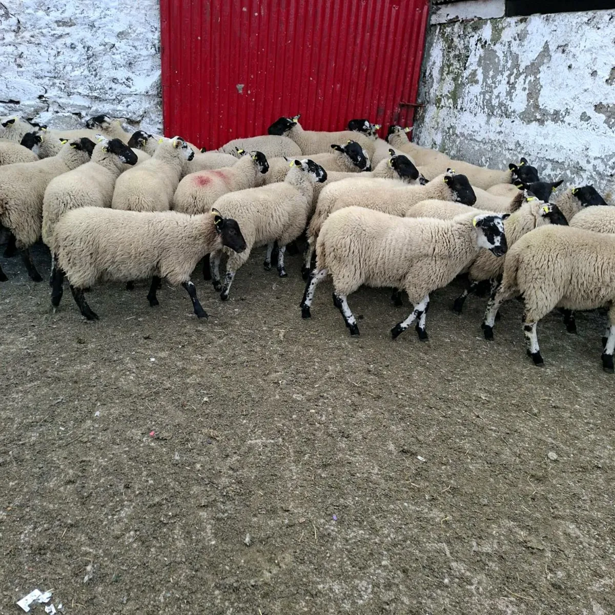 Sheep - Image 2