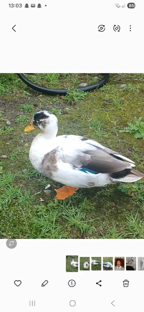 Poultry - Image 1