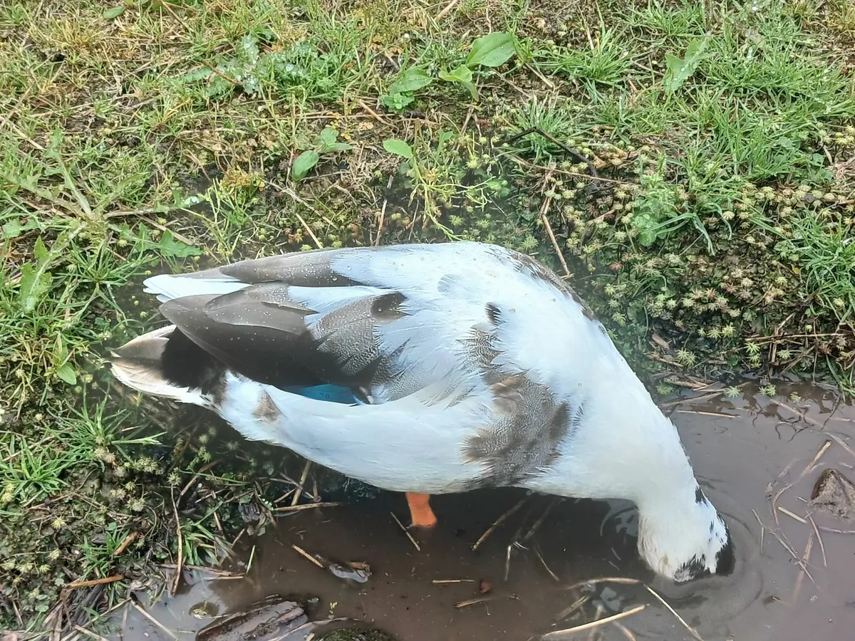 Poultry - Image 2