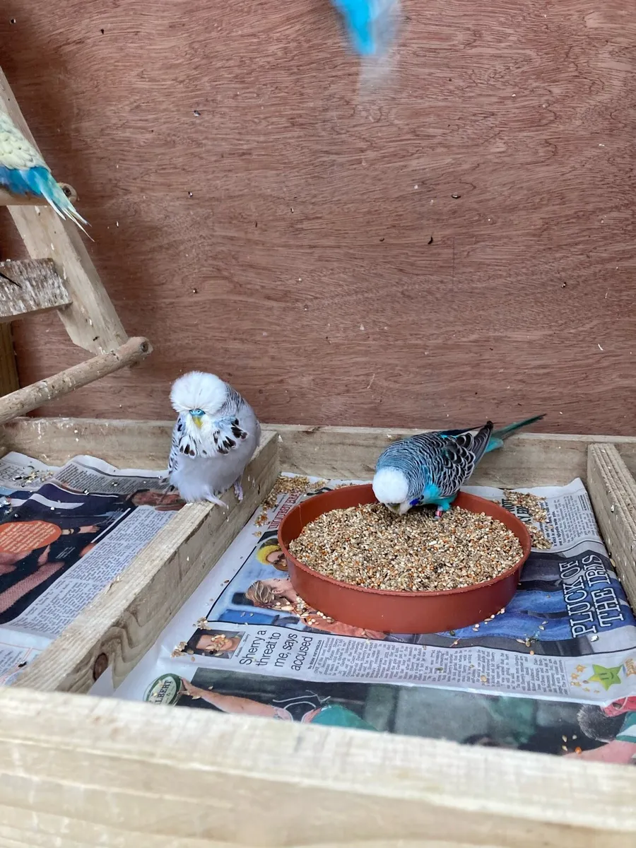 Show budgies for sale - Image 2