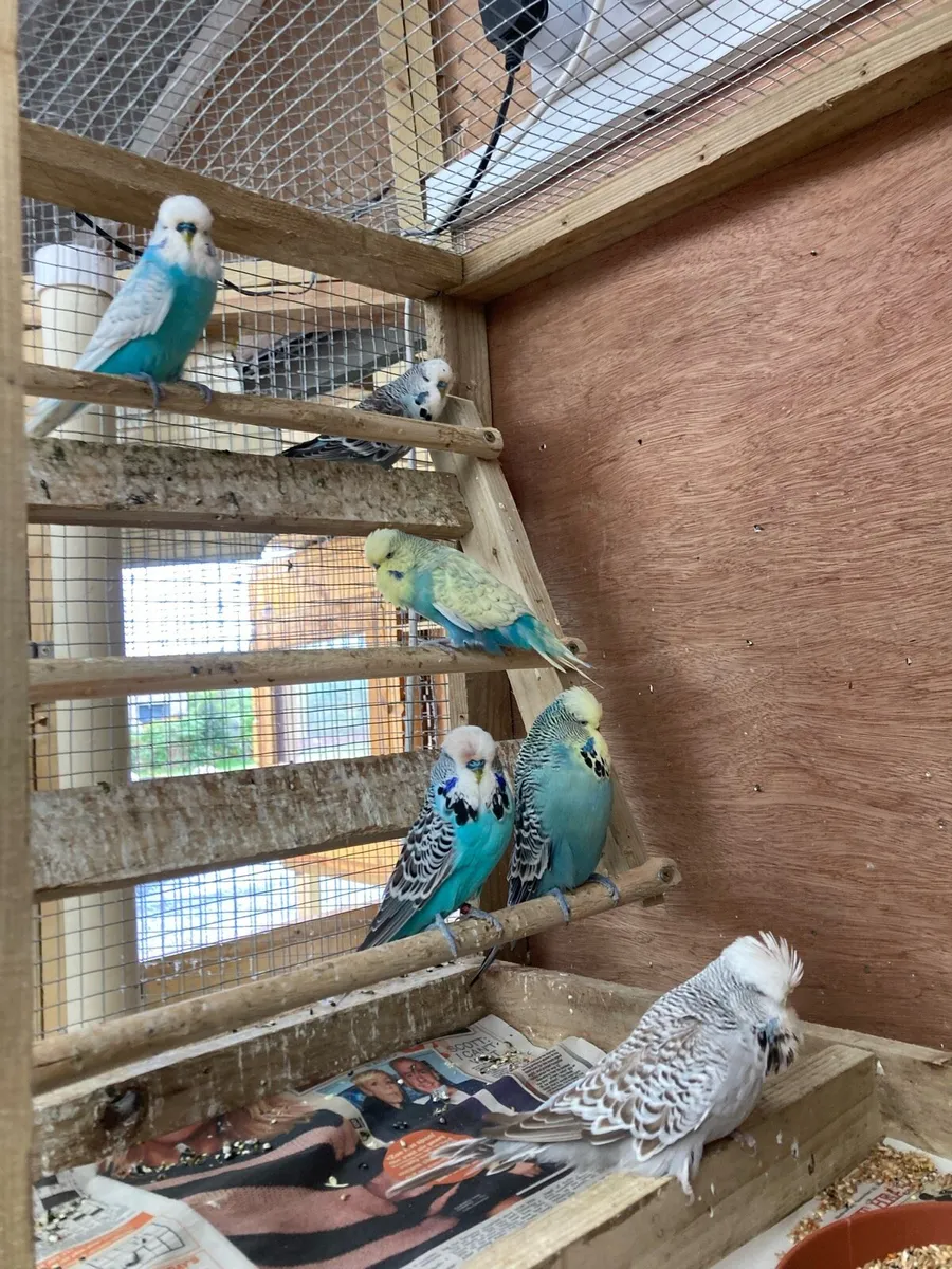 Show budgies for sale - Image 3