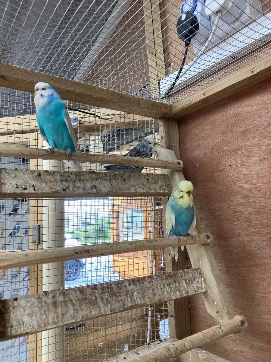 Show budgies for sale - Image 4