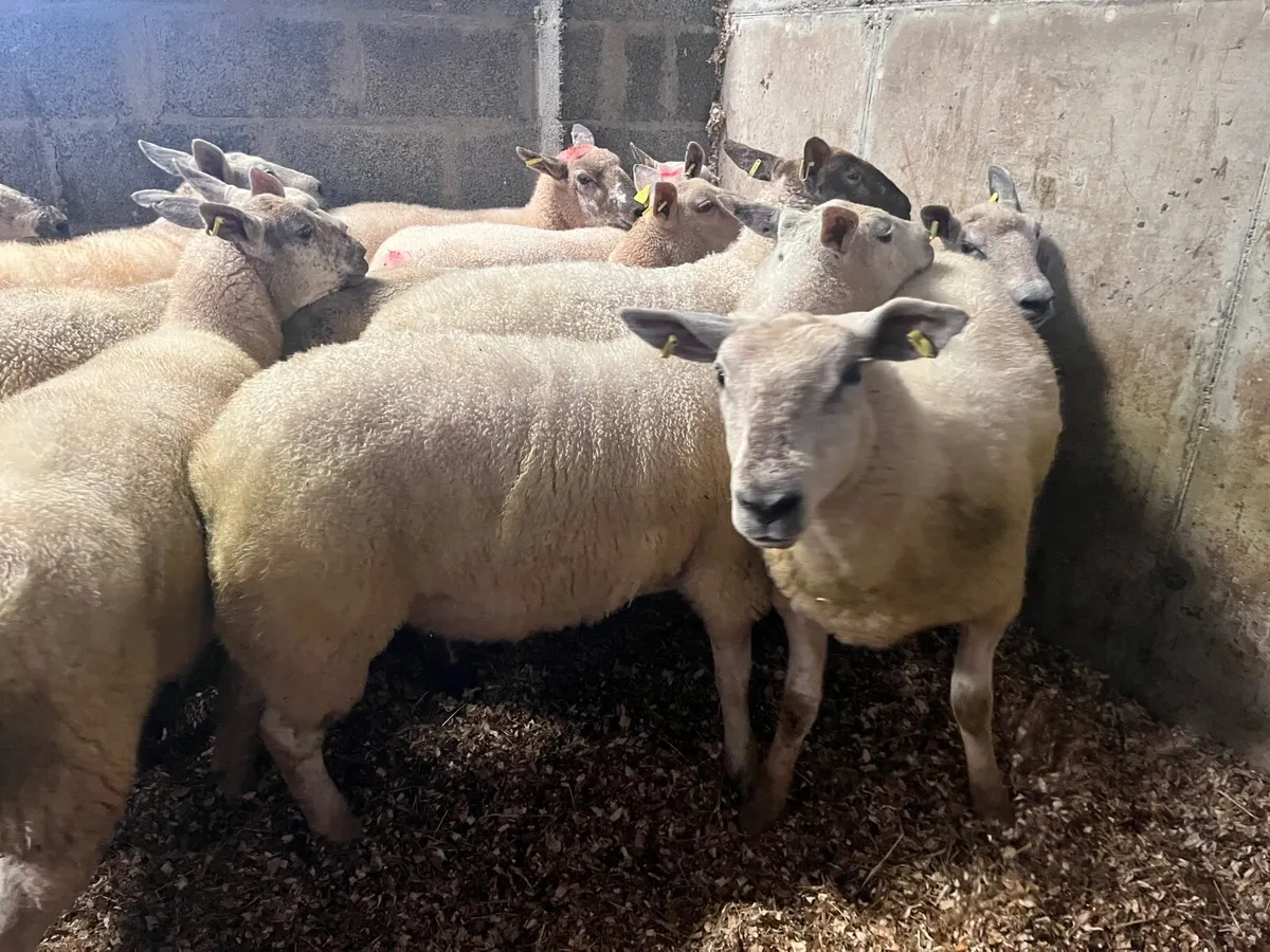 Hoggets and first crop ewes. - Image 1