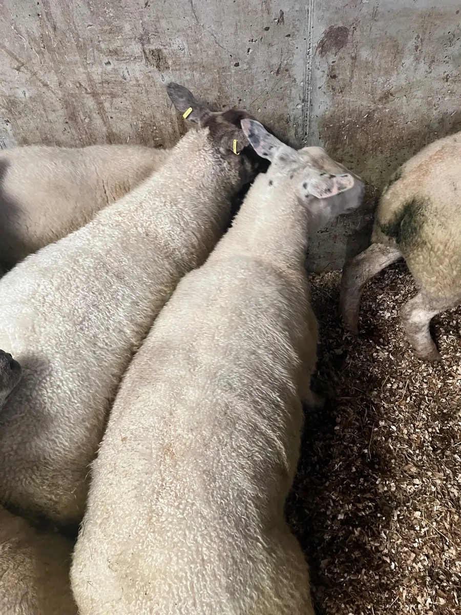 Hoggets and first crop ewes. - Image 2