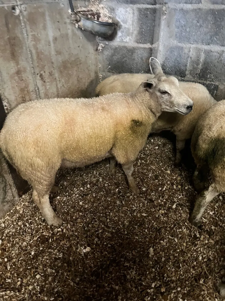 Hoggets and first crop ewes. - Image 3