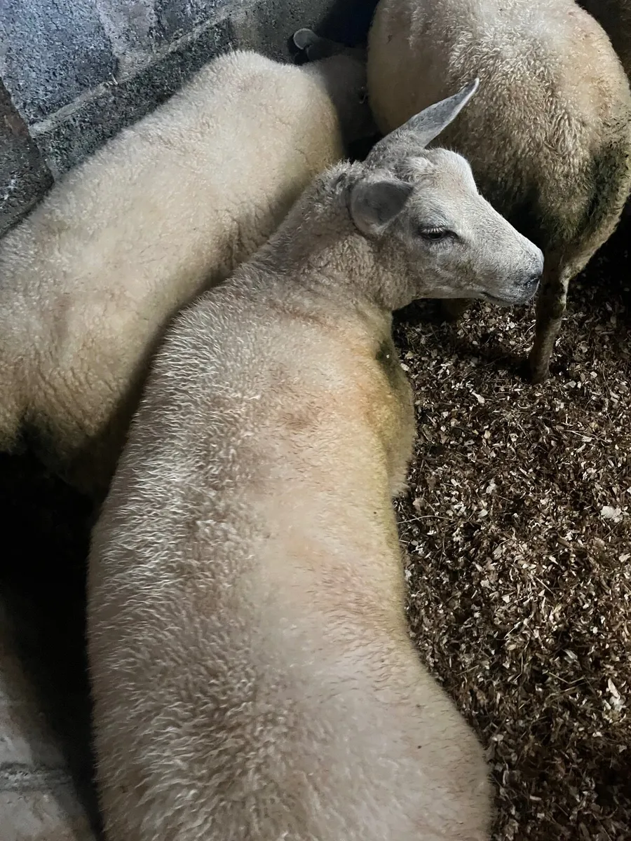 Hoggets and first crop ewes. - Image 4